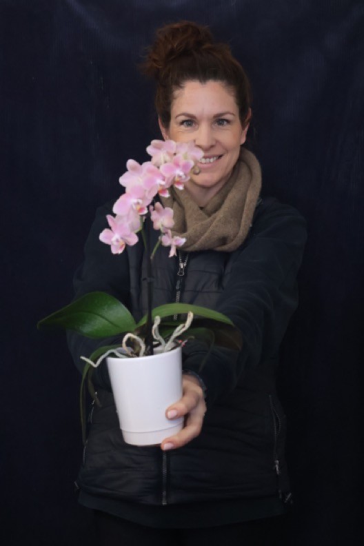 Real Plant | Mini Phale Orchid order made by Amy's Flowers