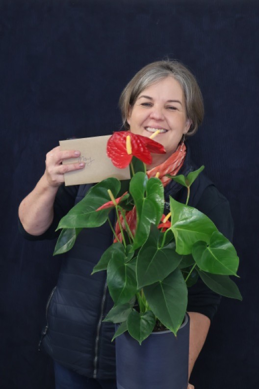 Recent Plant | Anthurium Large, Mixed order