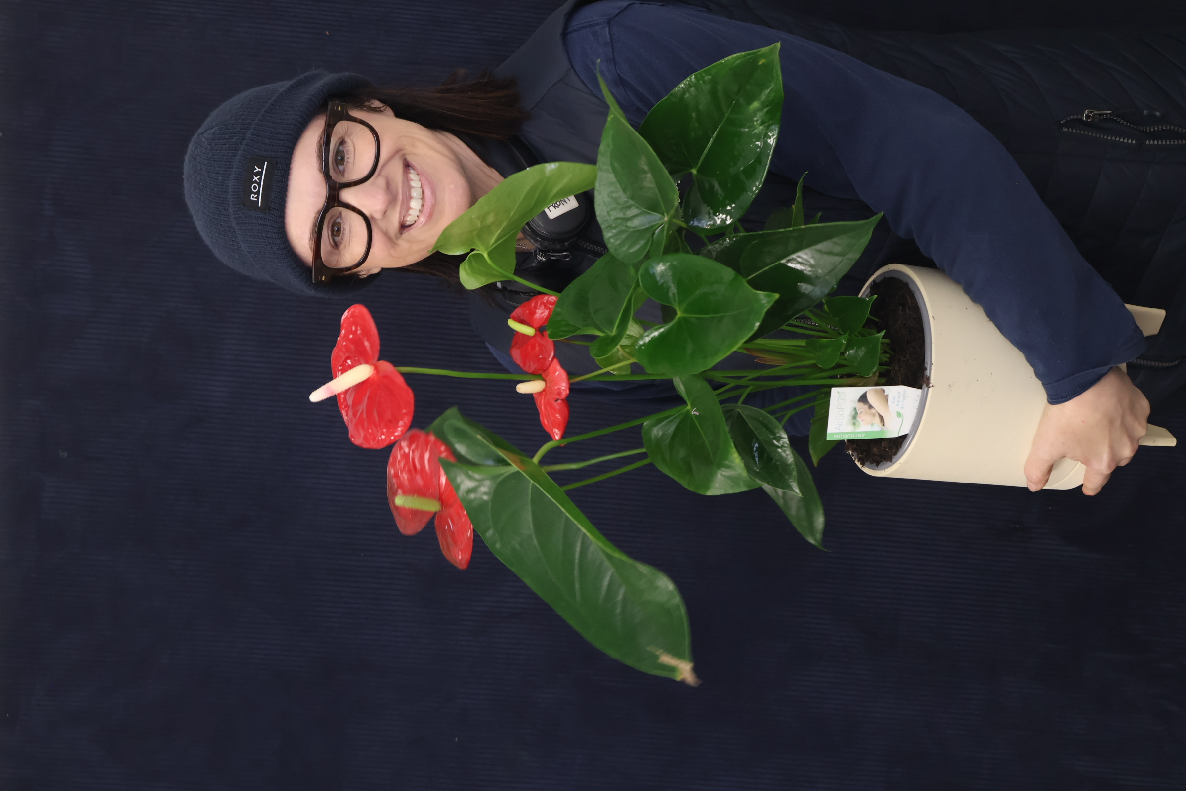 Recent Plant | Anthurium Large, Mixed order