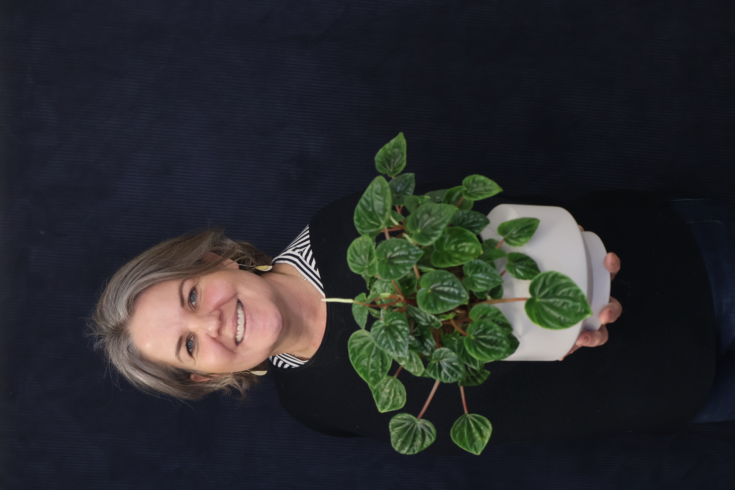 Real Plant | Watermelon Pepperomia order made by Amy's Flowers